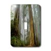 3dRose lsp_80845_1 " Mist in The Forest Single Toggle Switch
