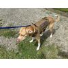 Dog Harness Lightweight Tactical Working Dog Training Molle Vest Pull Free