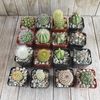 2 inch assorted cactus 16 pack Cactus Cacti Succulent Real Live Plant
