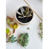 DIY Succulent Garden Kit (White Pot) - 3”