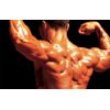 workout supplement - TONGKAT PREMIUM COMPLEX 760mg - muscle growth 3B