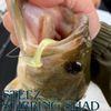 Daiwa Sties Sterling Shad 4.3" Test Color
