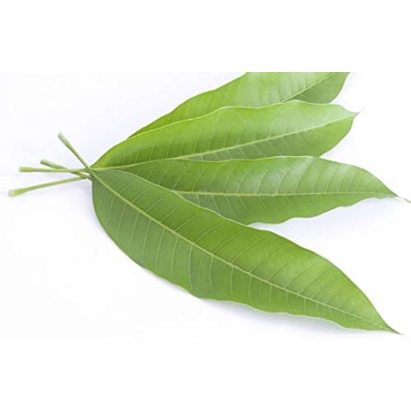 Seelans Superstore, Fresh Mango Leaves, Fresh Green Mango Leaf Leave Healthy & Cosmetic Benefits (100g 25-30 Leaf appox)