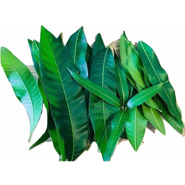 Fresh Mango Leaves Organic All Natural, No Pesticide, No Chemicals from South Fl