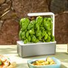 Click and Grow Smart Garden Basil Plant Pods, 3-pack