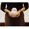 White Owl