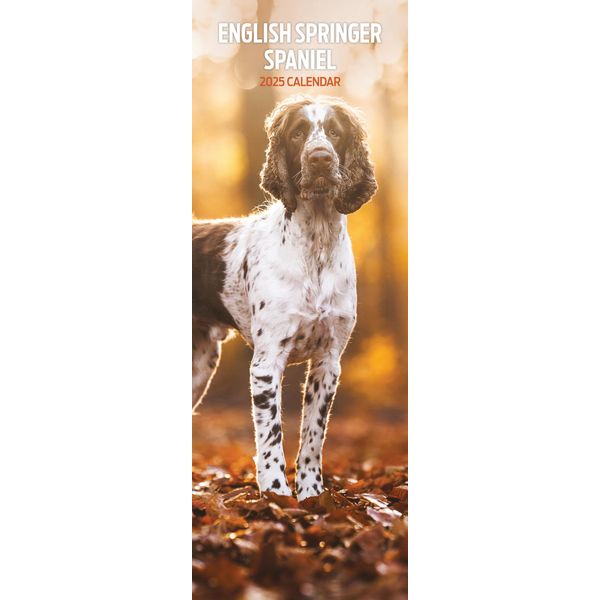 English Springer Spaniel 2025 Slim Calendar