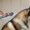 Dyson Dog Groom (114737466)