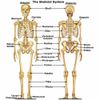 digestion bloating - DANDELION ROOT - dandelion leaf and root tea 2B