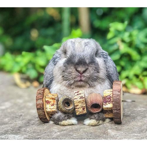 Exotic Nutrition Chew Assortment - Healthy Natural Variety Pack Chew Treat Toys - for Chinchillas, Guinea Pigs, Hamsters, Rabbits, Degus, Prairie Dogs & Other Small Pets