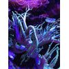 Seachem PhosGuard 1 Liter