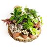 Random Selection Terrarium Plants • Closed Terrarium Plants (3 Plants)