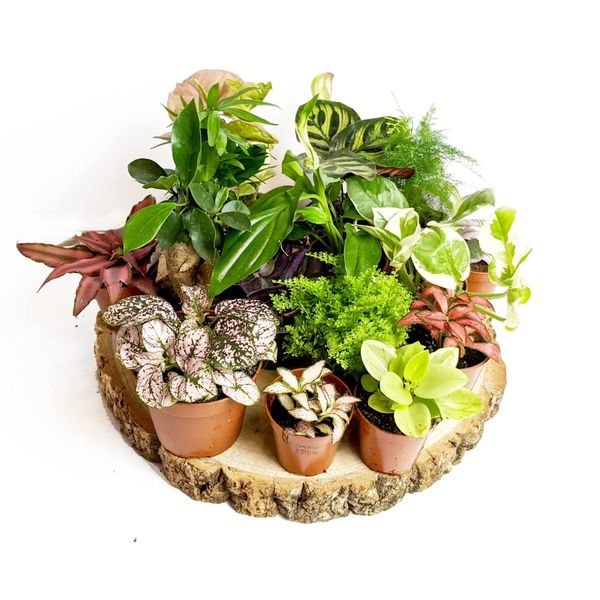 Random Selection Terrarium Plants • Closed Terrarium Plants (3 Plants)