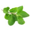 Mood booster supplements - HOLY BASIL EXTRACT 745MG 2B - basil tea