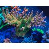 Vanadium 120 mL - Trace Element for Saltwater Aquariums
