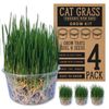 Organic Cat Grass Kit 4 Pack | Non GMO Mixed Heirloom Seeds | Wheatgrass