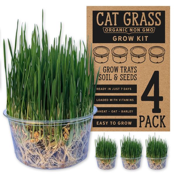 Organic Cat Grass Kit 4 Pack | Non GMO Mixed Heirloom Seeds | Wheatgrass