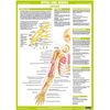 Nervous System Chart Series (A3 Laminated, Set of 6)