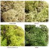 Rain Diamos 100g 1 Natural 156-9-1