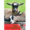 Goat Animal Valentines Day Card