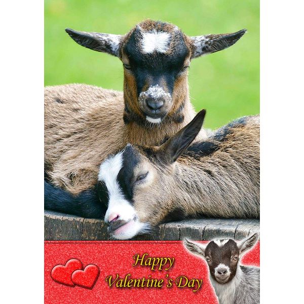 Goat Animal Valentines Day Card