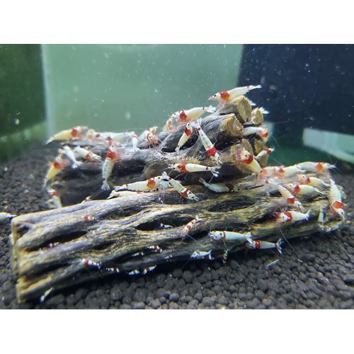 Natural Cholla Wood for Aquarium Decoration, Shrimp, Hermit Crab, Chew Toys for Small Pets (6 Inches Long(Pack of 3))