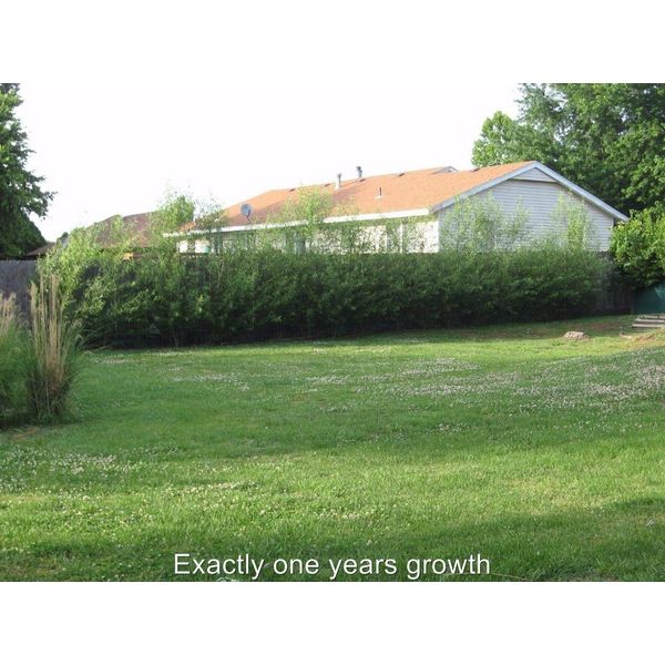 50 Hybrid Willow Trees -Fastest Growing Trees in The World - Austree Grow 10 Ft/Yr - 50 Live Tree Plants