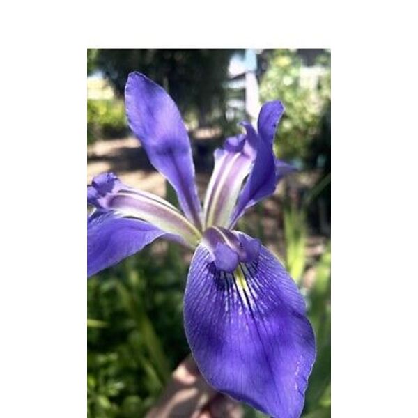 Louisiana Blue Flag Iris Aquatic Hardy Marginal Pond Plant & Free Bog Plant