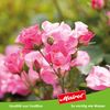 Mairol Rose Rose Magic Liquid 500 ml