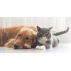 cat supplements joint - PET HIP AND JOINT 3B- magnesium for cats