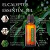 RD Alchemy - 100% Natural & Organic Pure Aromatherapy Grade Essential Oi - Scent: Eucalyptus