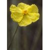 Xyris gracilis | Slender Yellow-Eye | 10_Seeds