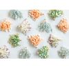 [Accessory Handmade Kit] Miyuki Coral Earring Kit "WHITE HCA26//1"