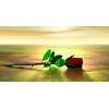 Rose on Beach License Plate Customized with your name