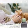 Umberdom Matte Ceramic Cat Ashes Urn, Light Green, Small