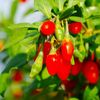 Phoenix Tears Goji Berry 2.5” container, dormant, no leaves