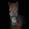 Back on Track Welltex® Werano Headcollar (Cob, Green)