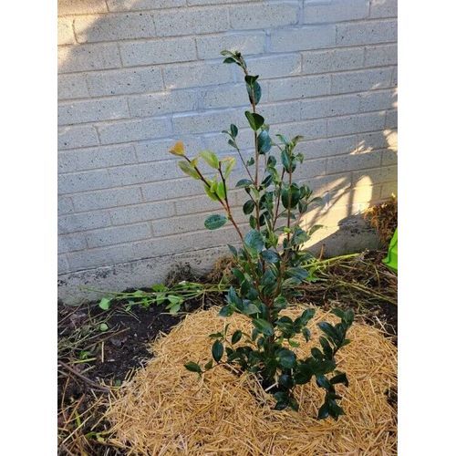 Yuletide Camellia 3 Gallon Flowering Camellia sasanqua 'Yuletide' Garden Plant