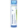 Boiron Ruta Graveolens 6C for Eye Strain Due to Computer Use or Artificial Lights - 80 Pellets