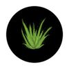 Aloe Vera Cream Cosmetics Nature PopSockets Swappable PopGrip