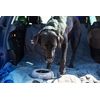 Mountain Paws Splashproof Dog Bowl, Capacity 1,100ml