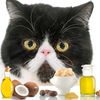 The Blissful Cat Nose Butter, 1-Ounce