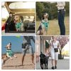 Dog Harness for Small Medium Large Dogs No Pull Adjustable Padded Reflective Harness with Handle for Walking Training