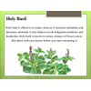 Antioxidant Diet - Holy Basil 745mg - Holy Basil Pills 2B