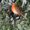 Vivid Arts - Robin Plant Pal - PLP-099