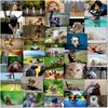 doodlecards Mixed Postcards Funny Animals Pack of 40 All Different