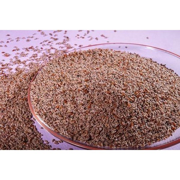 Psyllium Seed | Isabgol Beej | Plantago Ovata Seeds Whole Organic Pure- 500gm