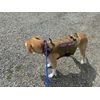 Dog Harness Lightweight Tactical Working Dog Training Molle Vest Pull Free