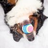 PLATZ PET SUPPLISE&FUN Dog Toy, Sensory Ball, Medium Size