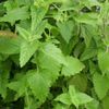 2525 Herb Seeds, 6 Essential Culinary Pack- Mint / Lavender / Thyme / Rosemary